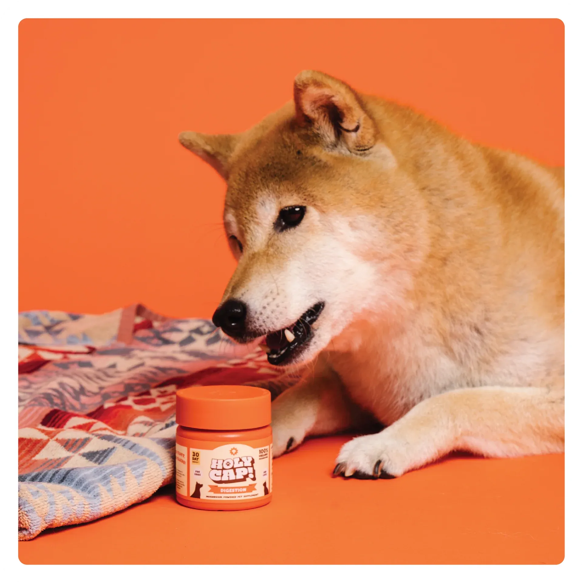 Holy Cap Medicinal Mushroom Supplement for Dogs (Digestion)